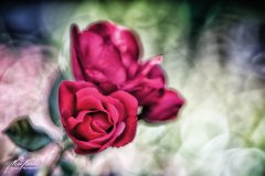 Rn100643806-Dunkelrote Rosenblüten im Licht